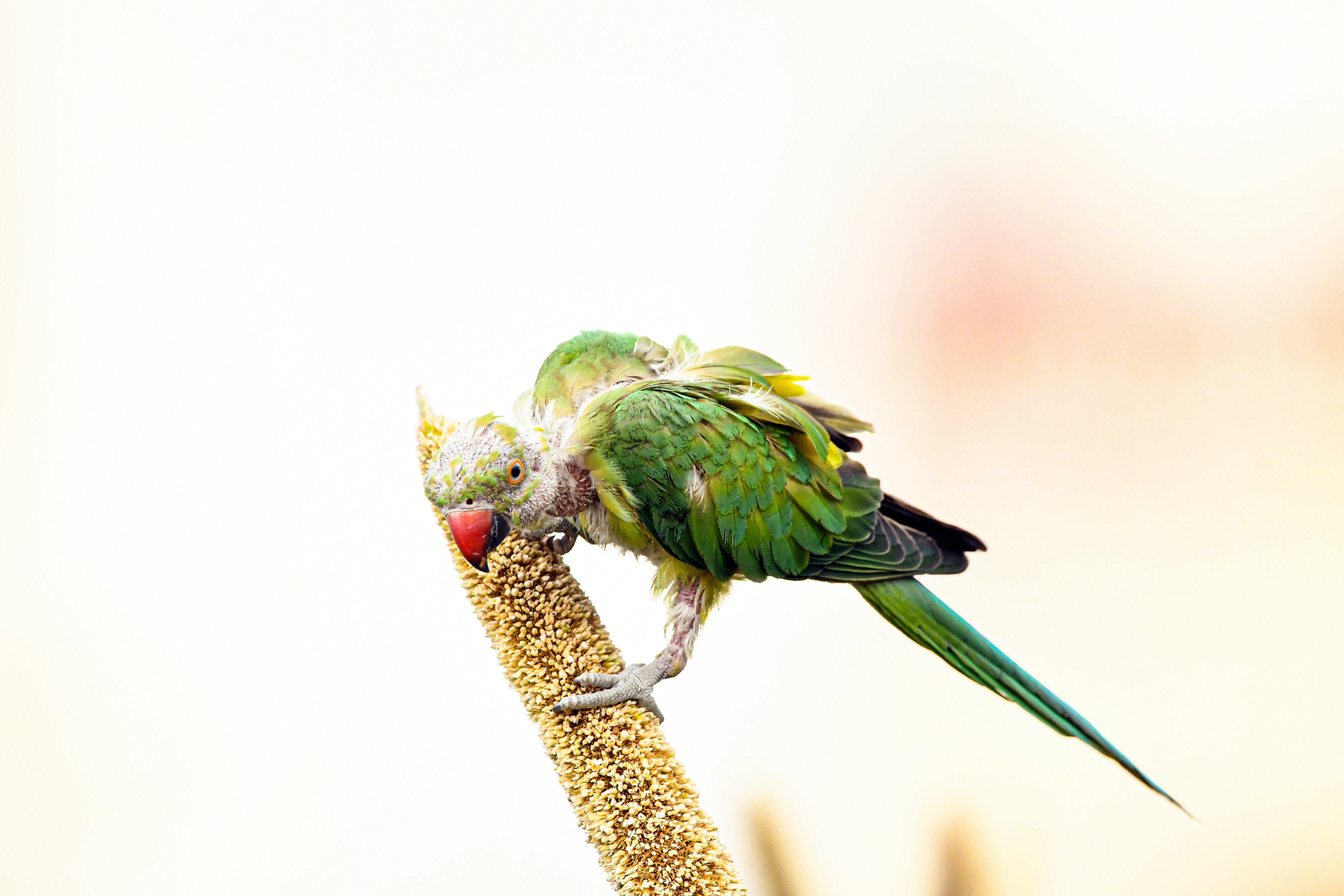 Millet vs Oats: Which is Better for Daily Nutrition in India?