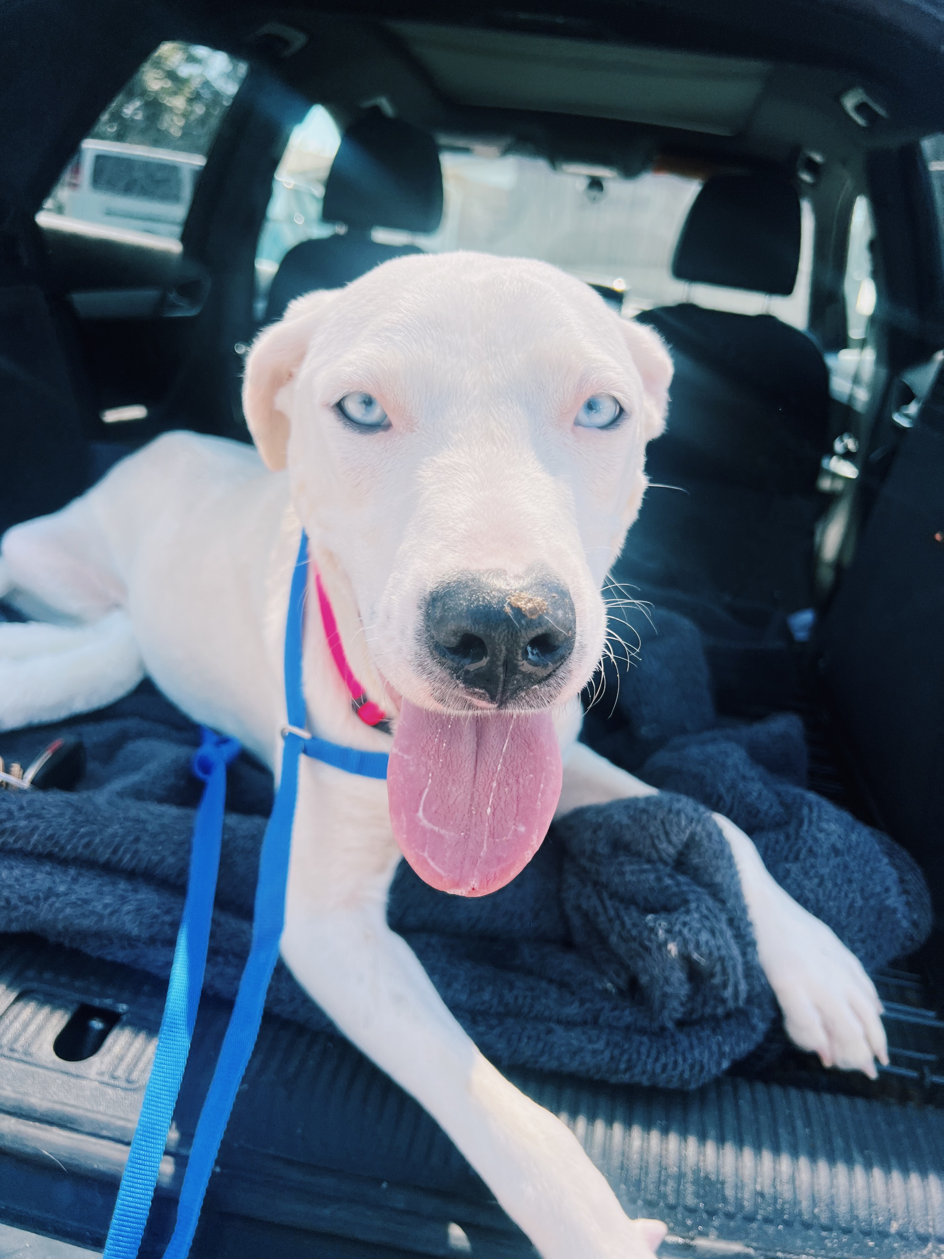 Delilah