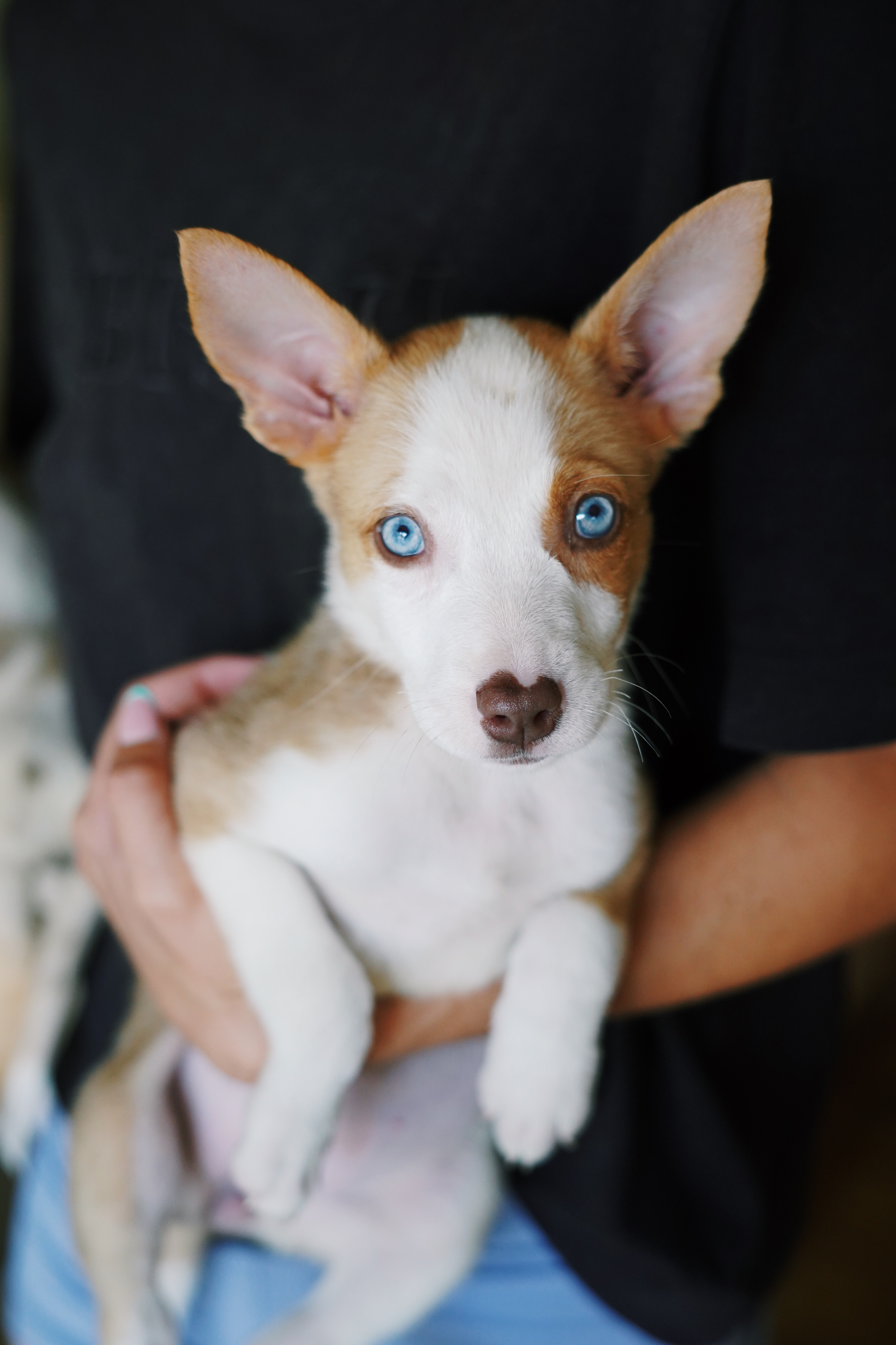 Kanga