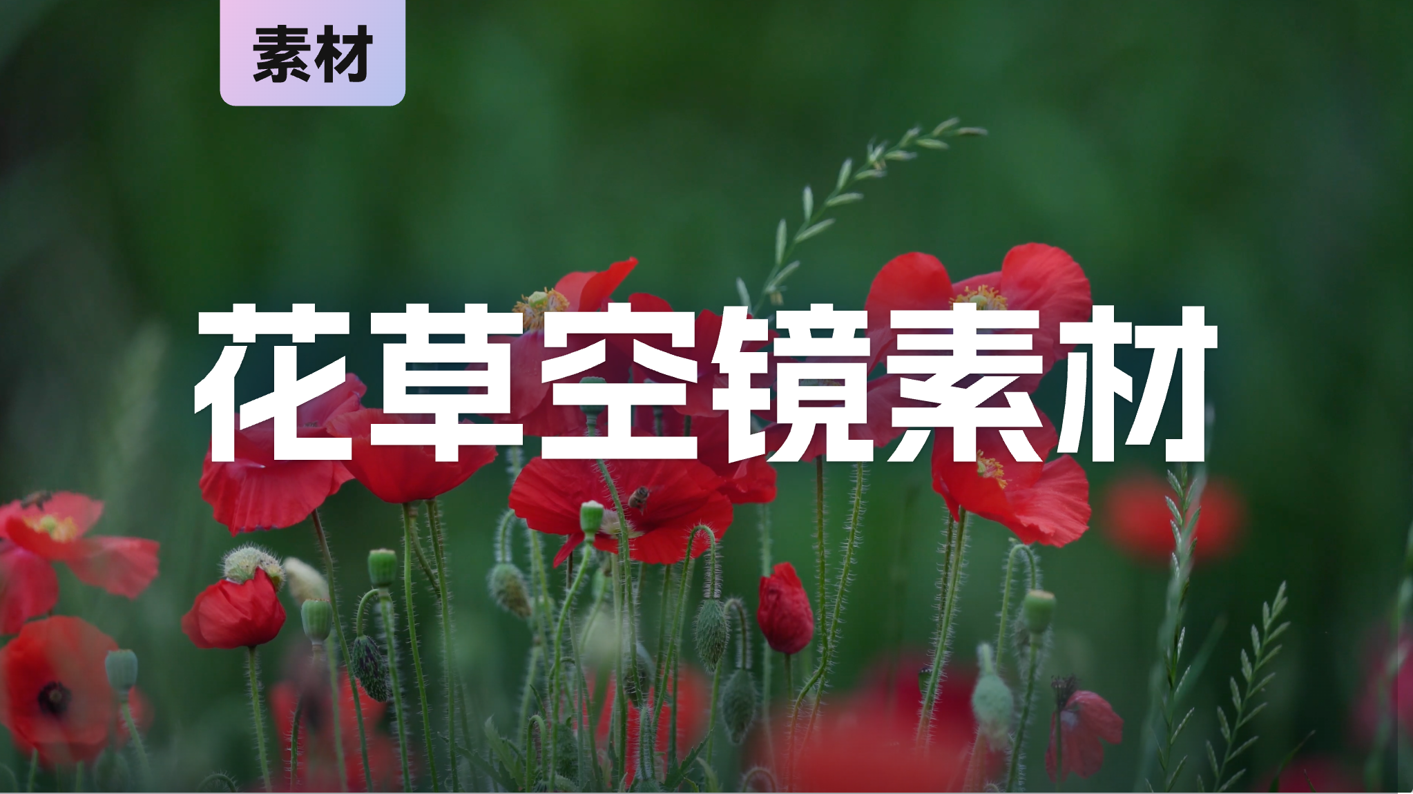 素材|4K花草空镜视频素材