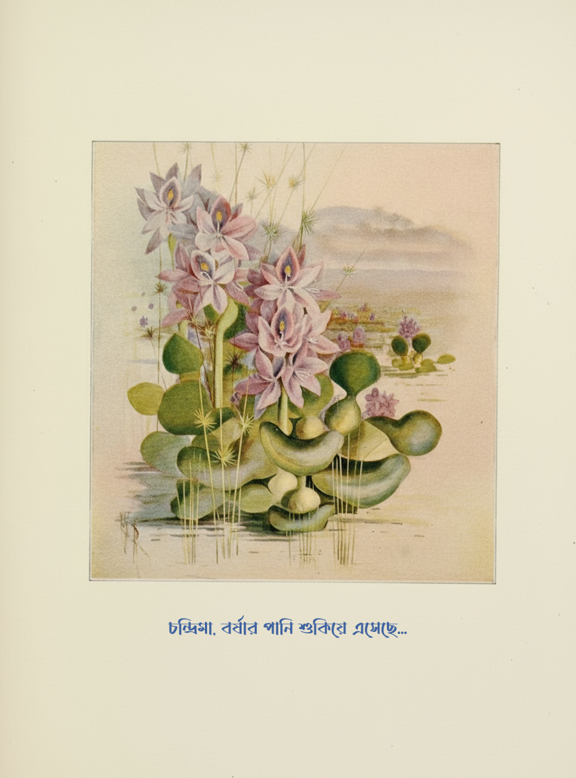চন্দ্রিমা