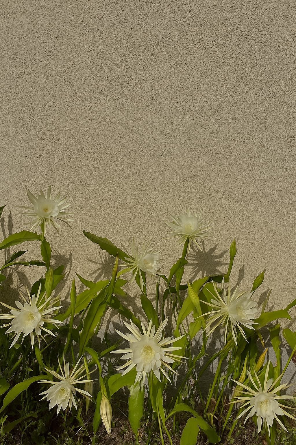 অভিপ্রায়
