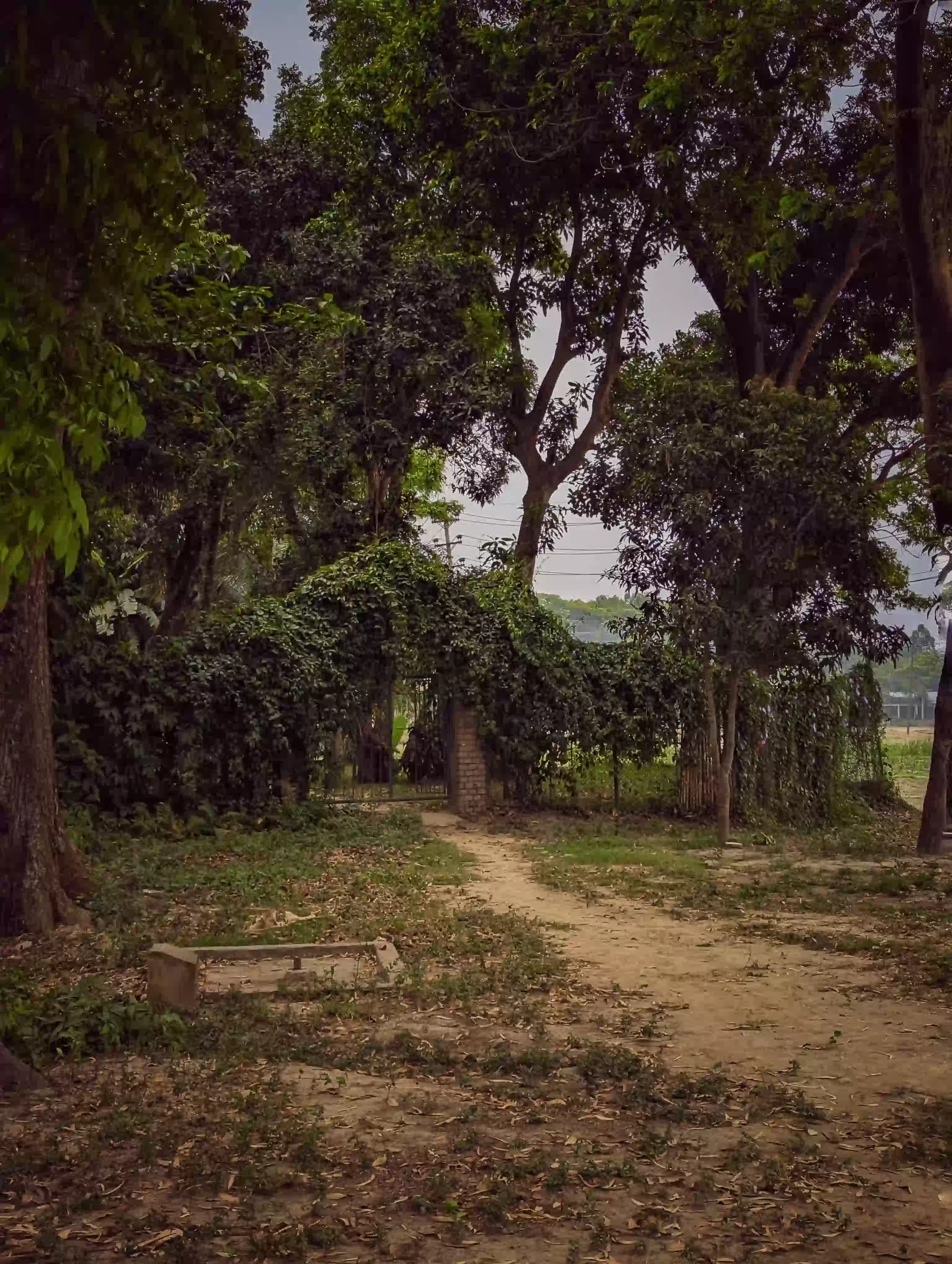 কল্পতরু
