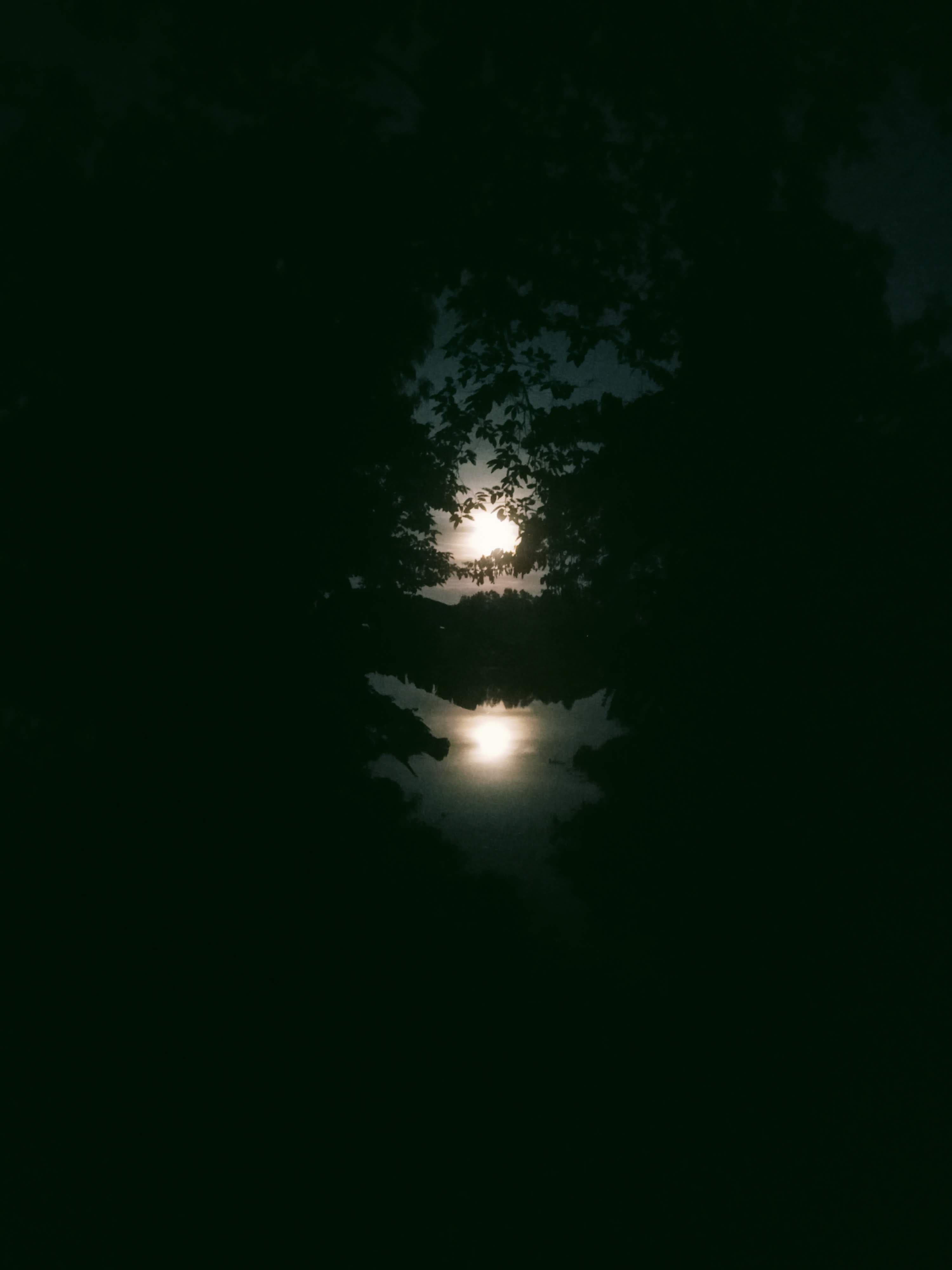 অবিমৃষ্যকারী