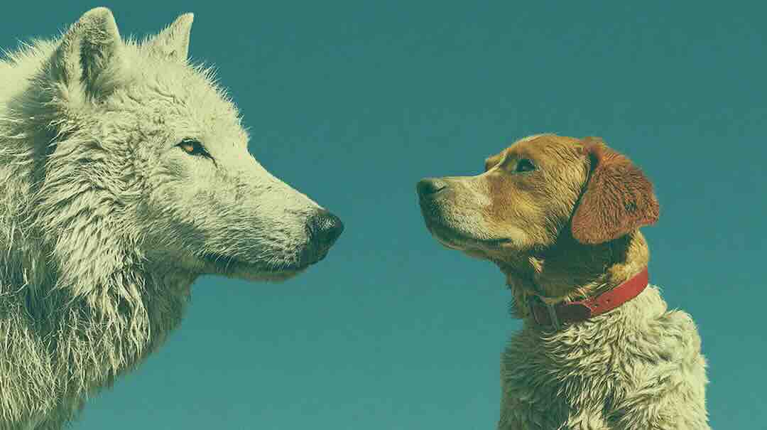 Bringing Back the Dire Wolf Was the Easy Part