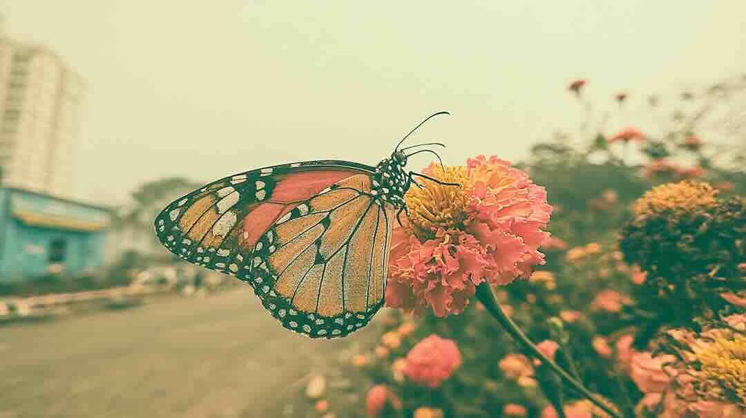 The Butterfly That Learned to Live Longer
