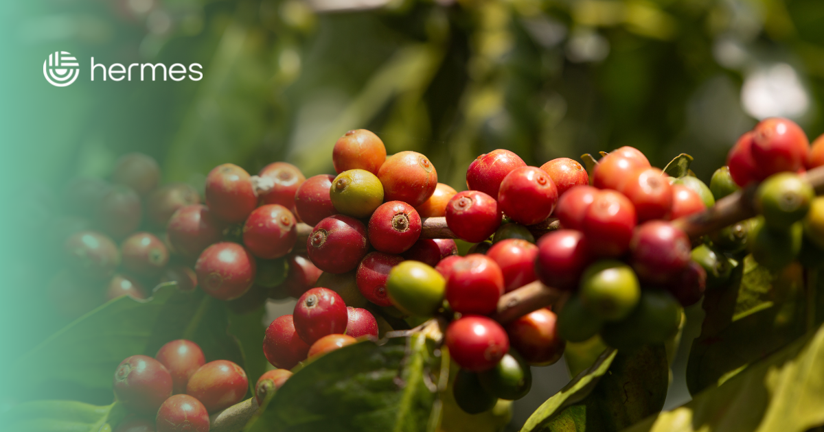 Blog_Hermes-12.png