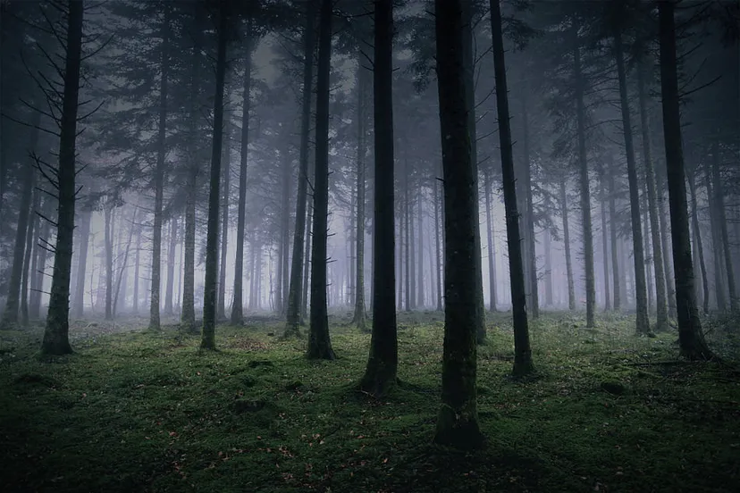 The Whispering Corridors of Dow Hill