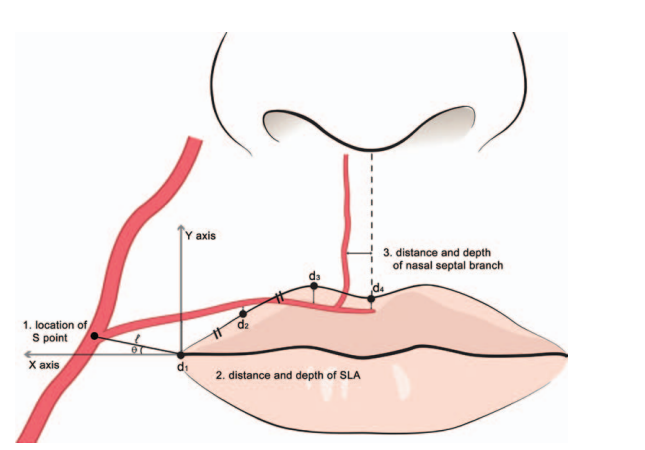 Lee et al., 2015. Depth and the course of superior labial artery.
