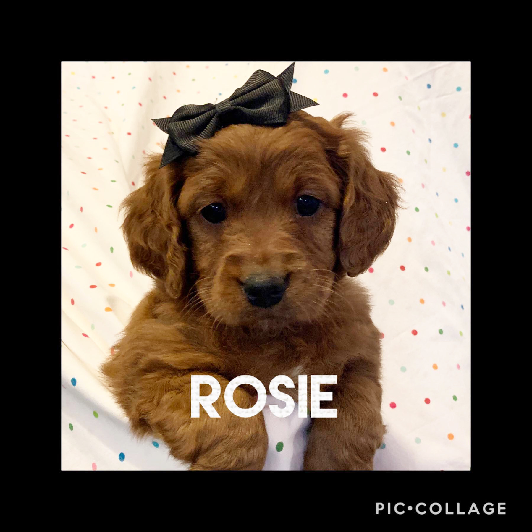 Black Female (Rosie)
