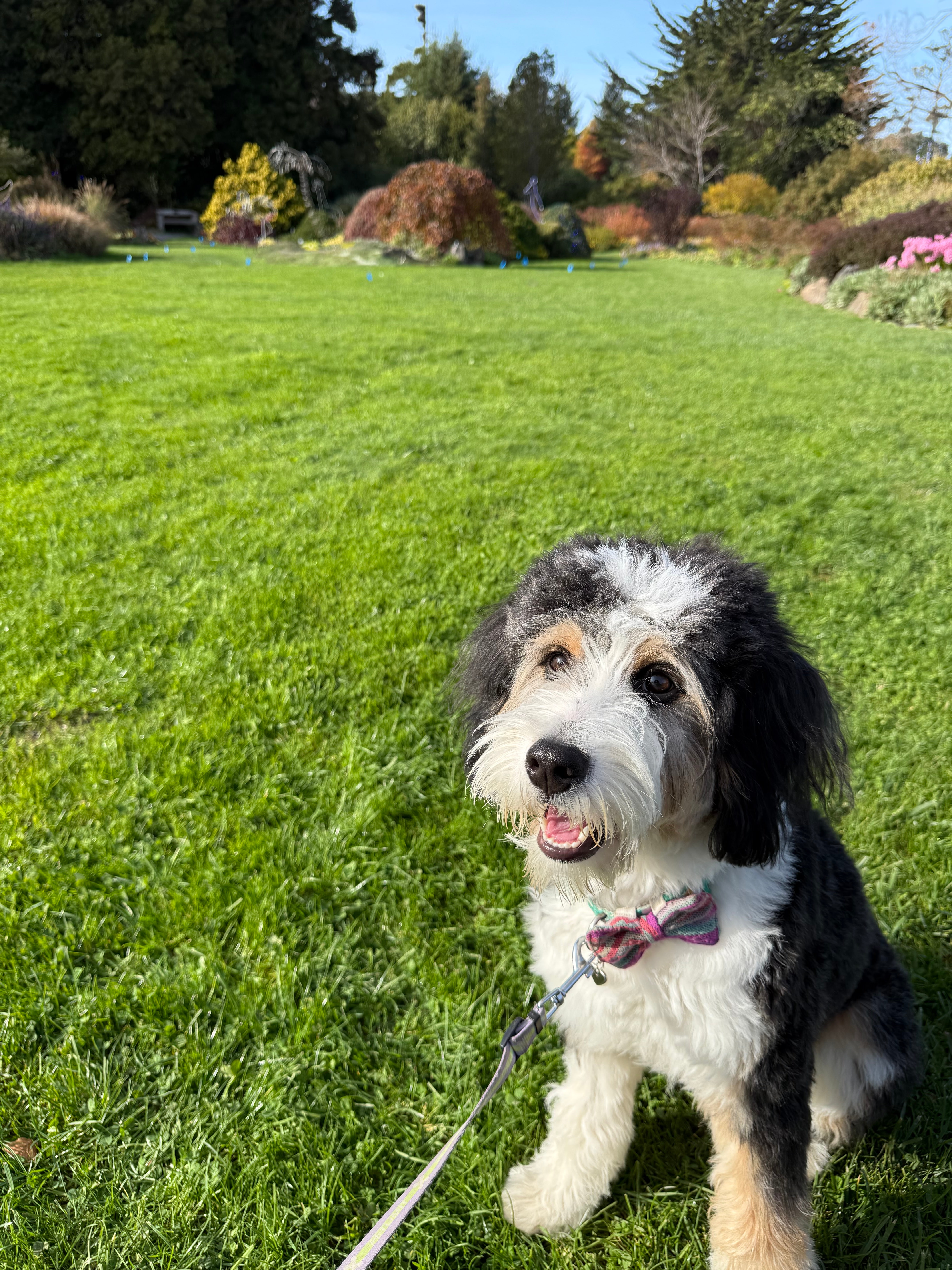 Happy Theodore in Mendocino