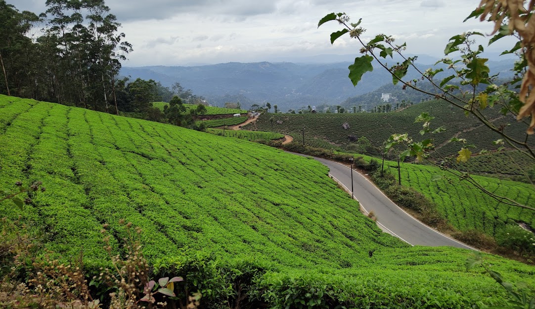 Kollikumala