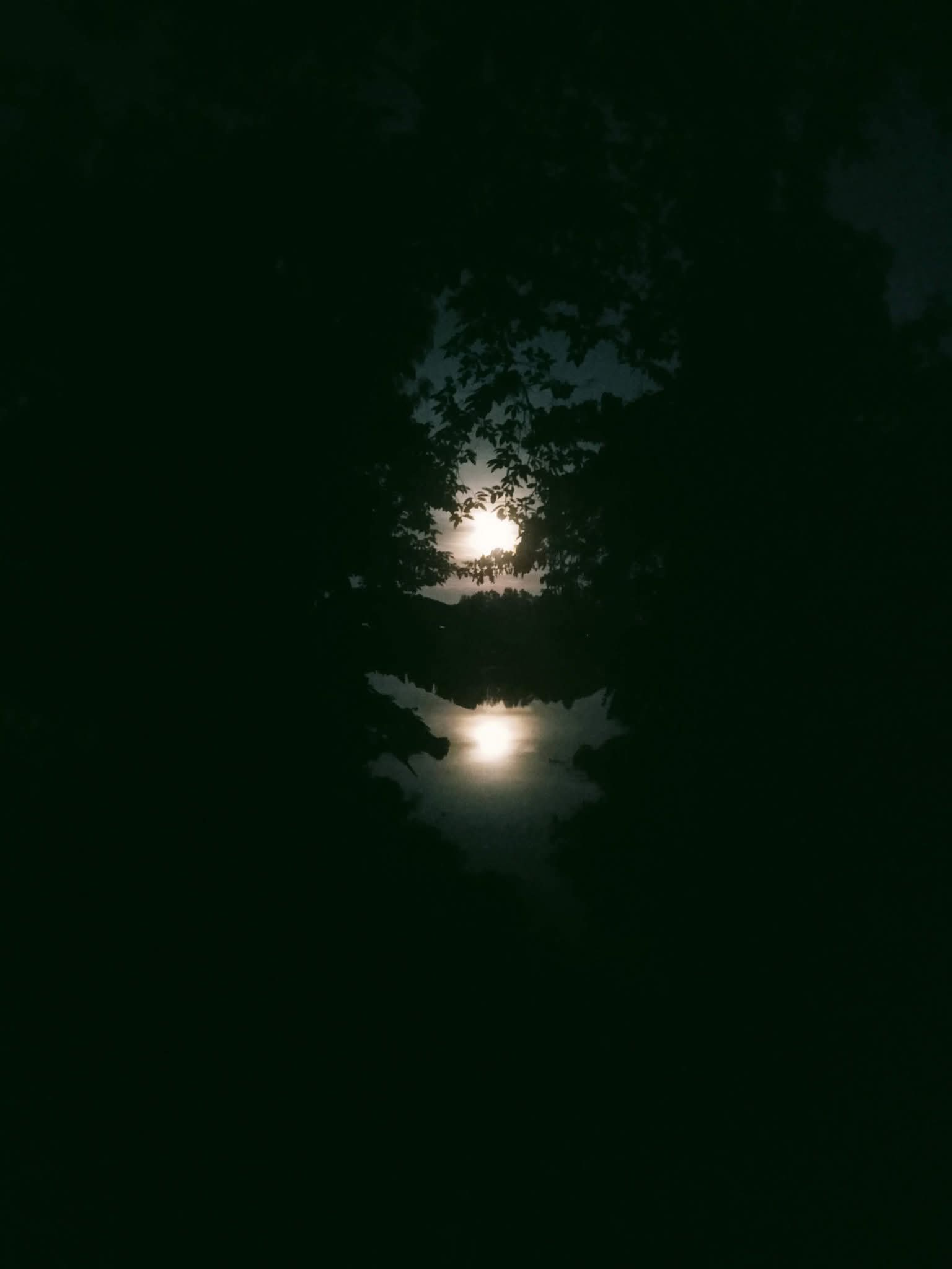 অবিমৃষ্যকারী