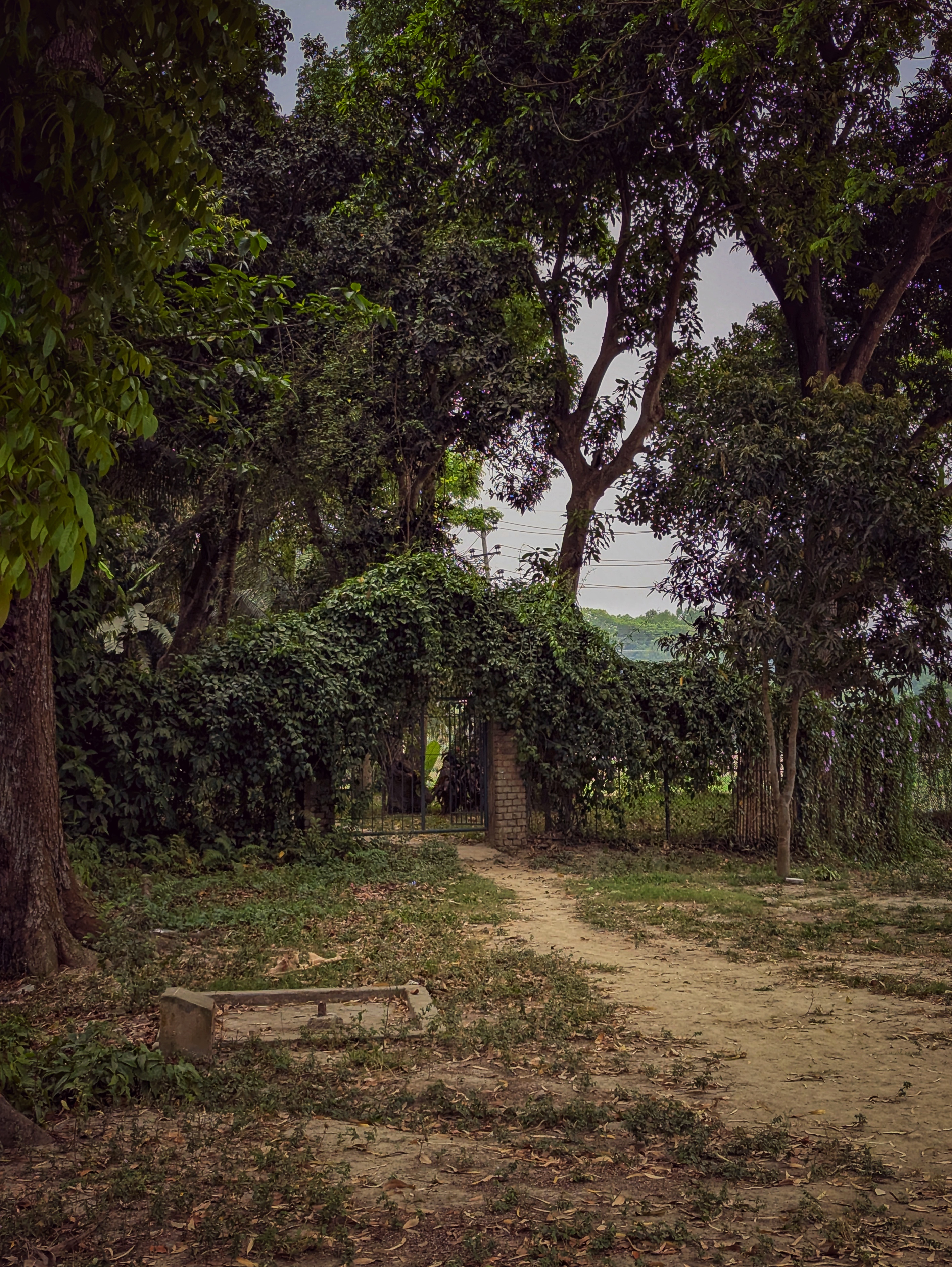 কল্পতরু