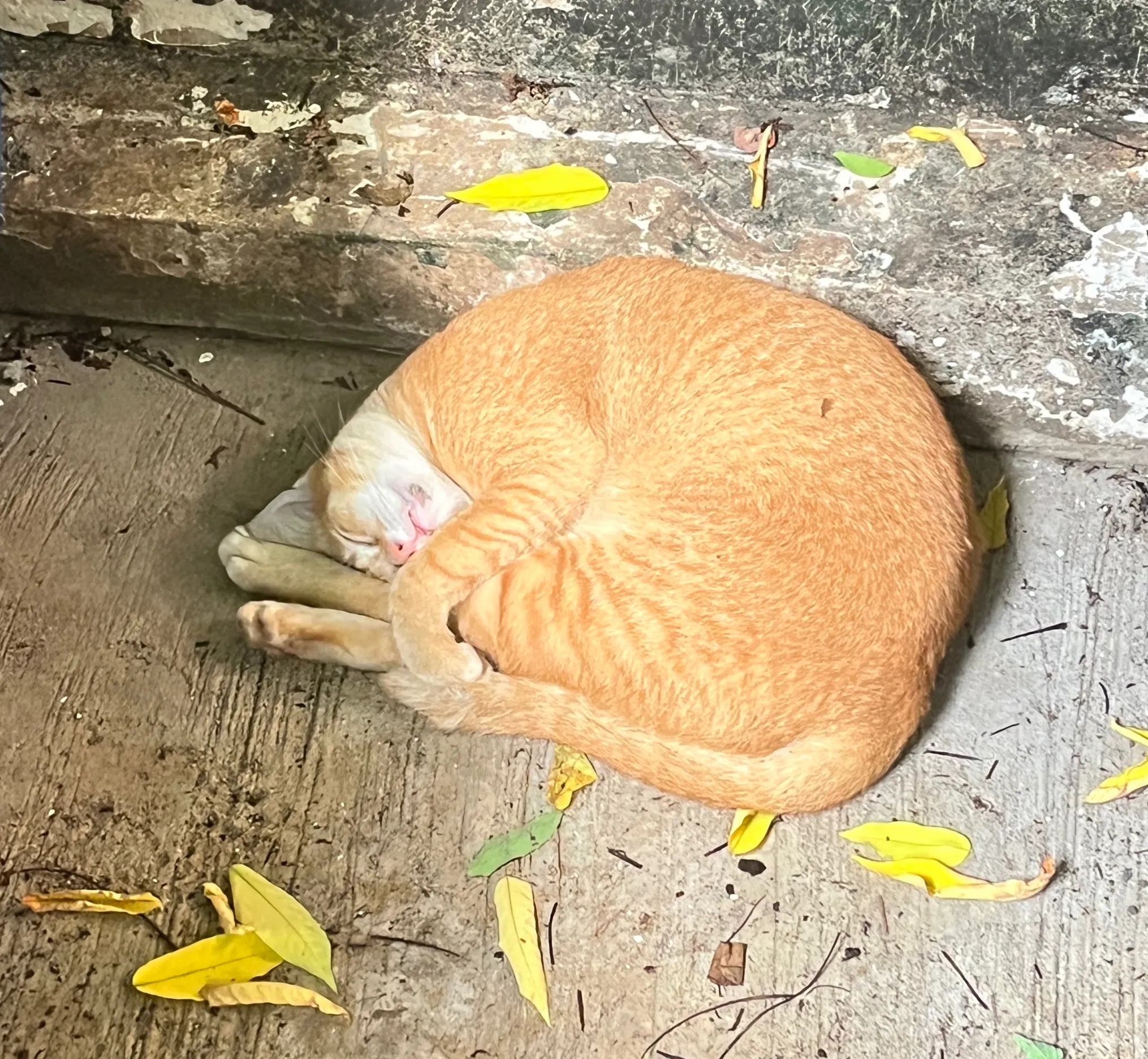 Lại là Diên đây