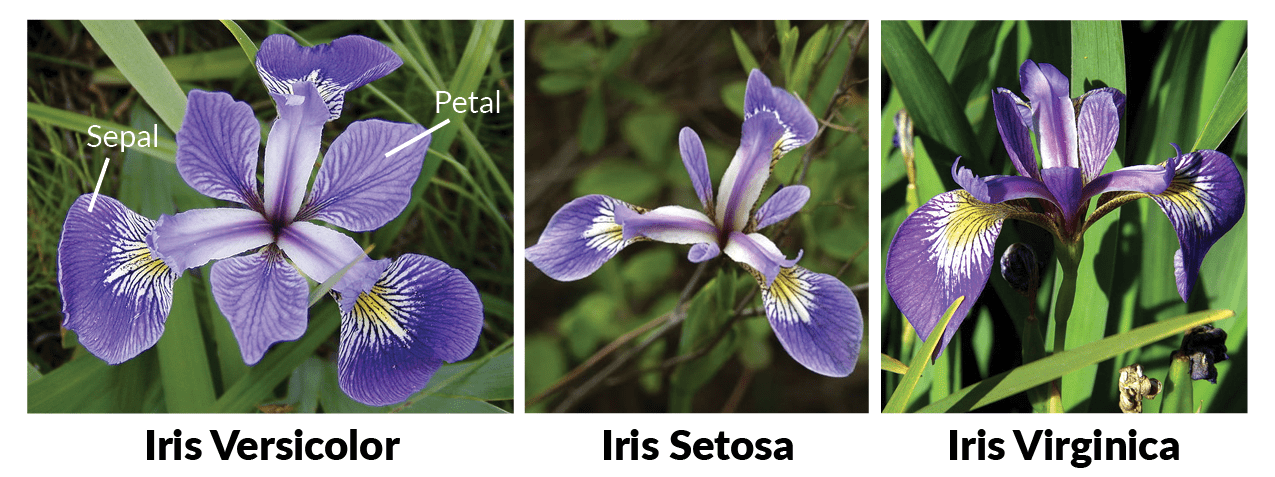 iris-machinelearning.png