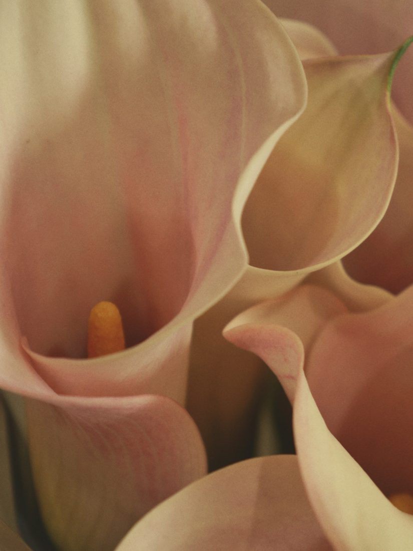 Cours d'art floral à L'Union : à quoi s'attendre pour un premier atelier