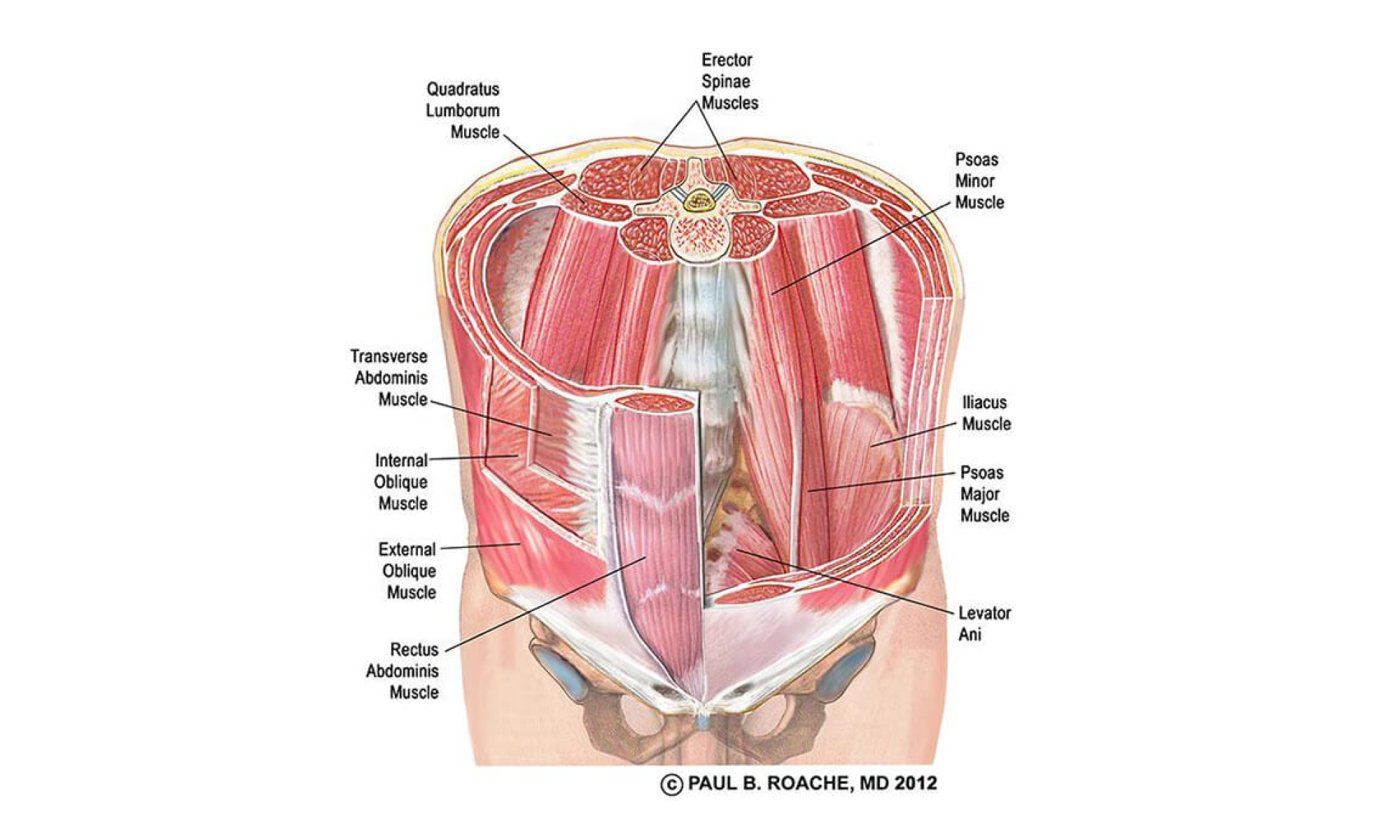 Source: https://www.jasonyoga.com/2015/10/18/core-part1/