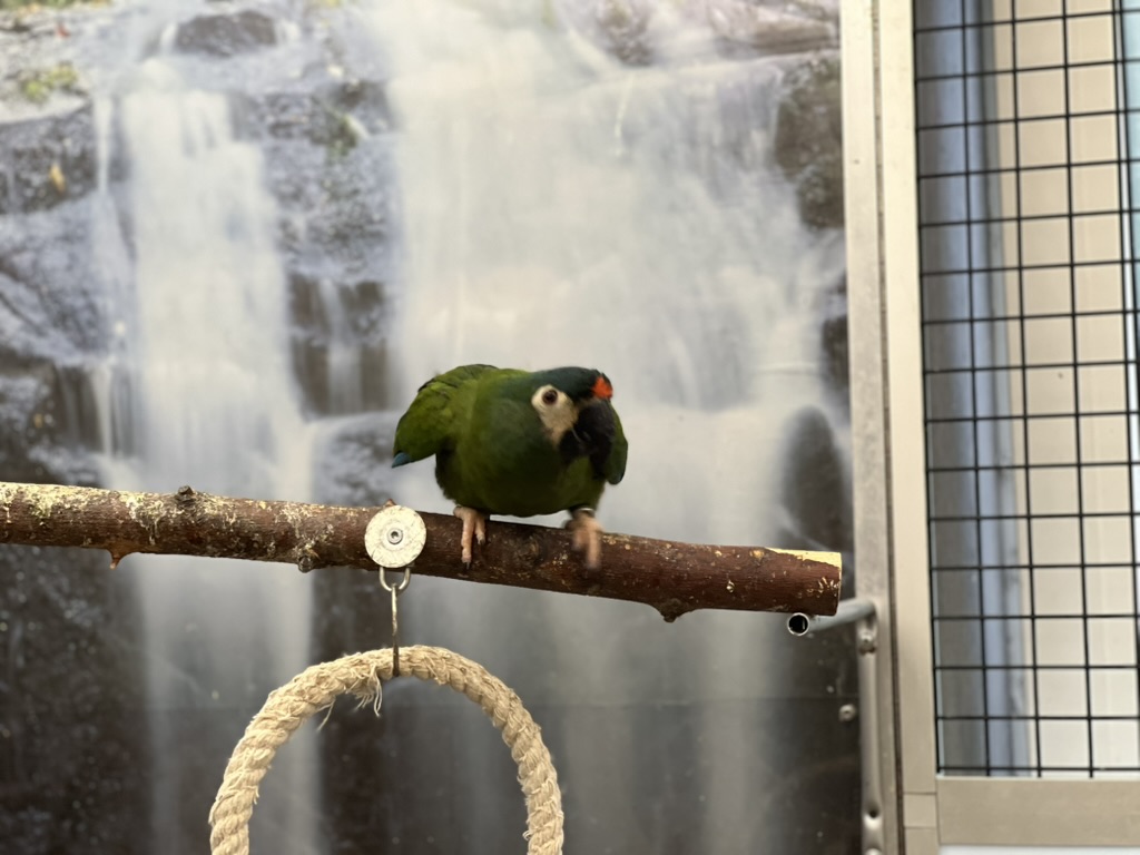 Kiwi - Mini ara