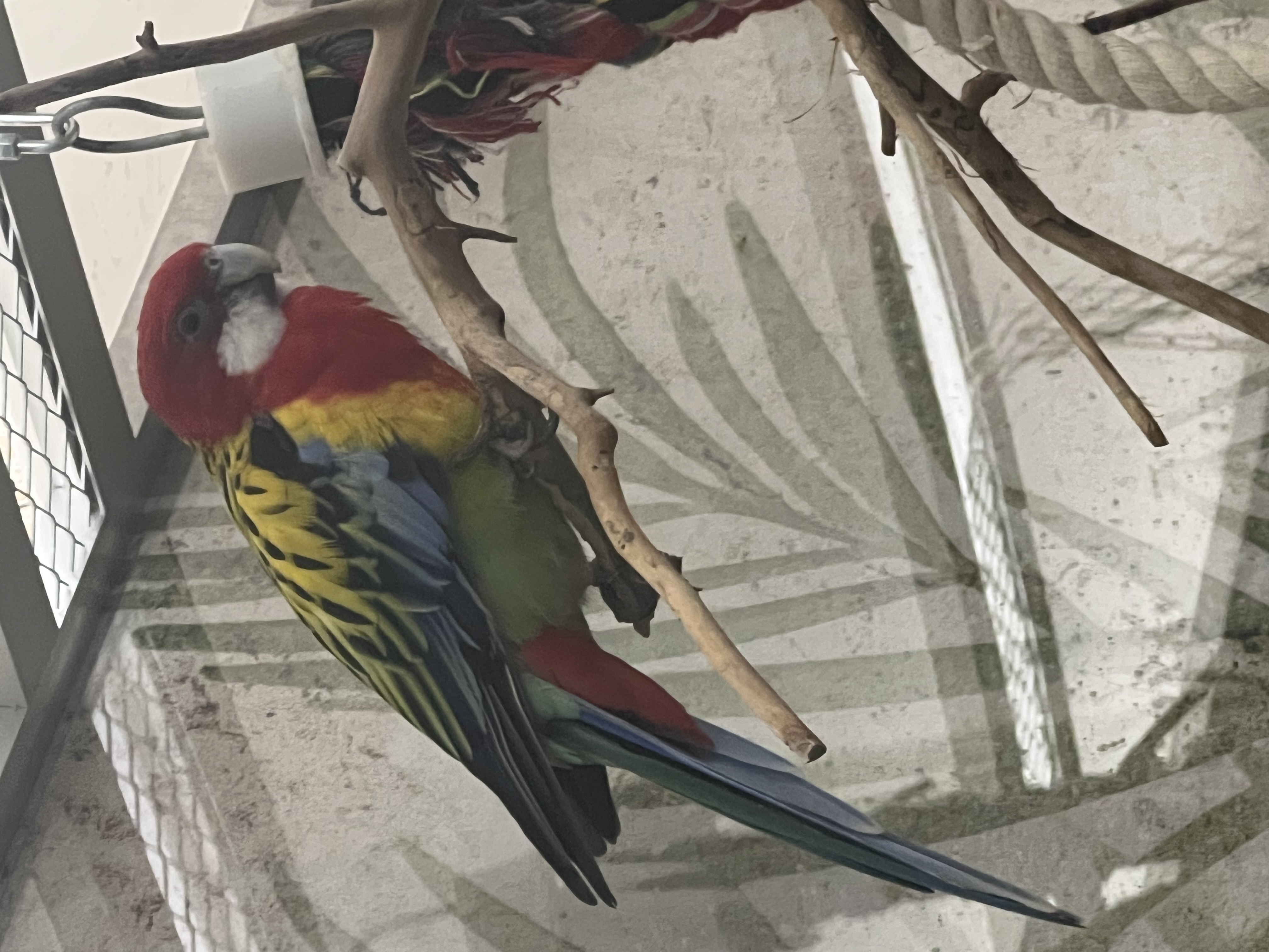 Bowie - Rosella Kirju