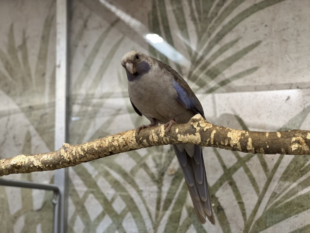 Greys - Rosella Grey