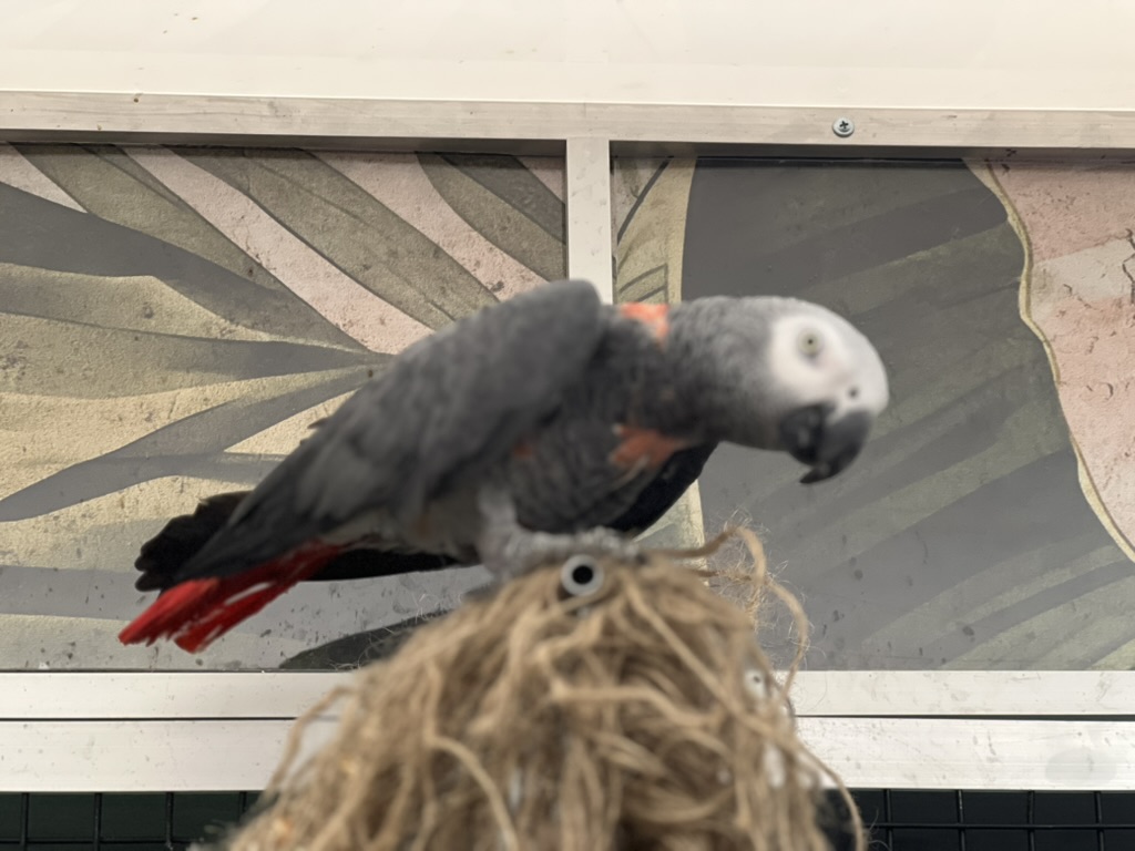 Robbie - Aafrika Hall