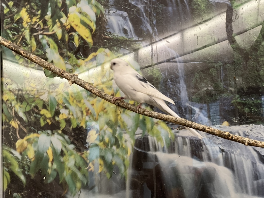 Witney - Rosella white