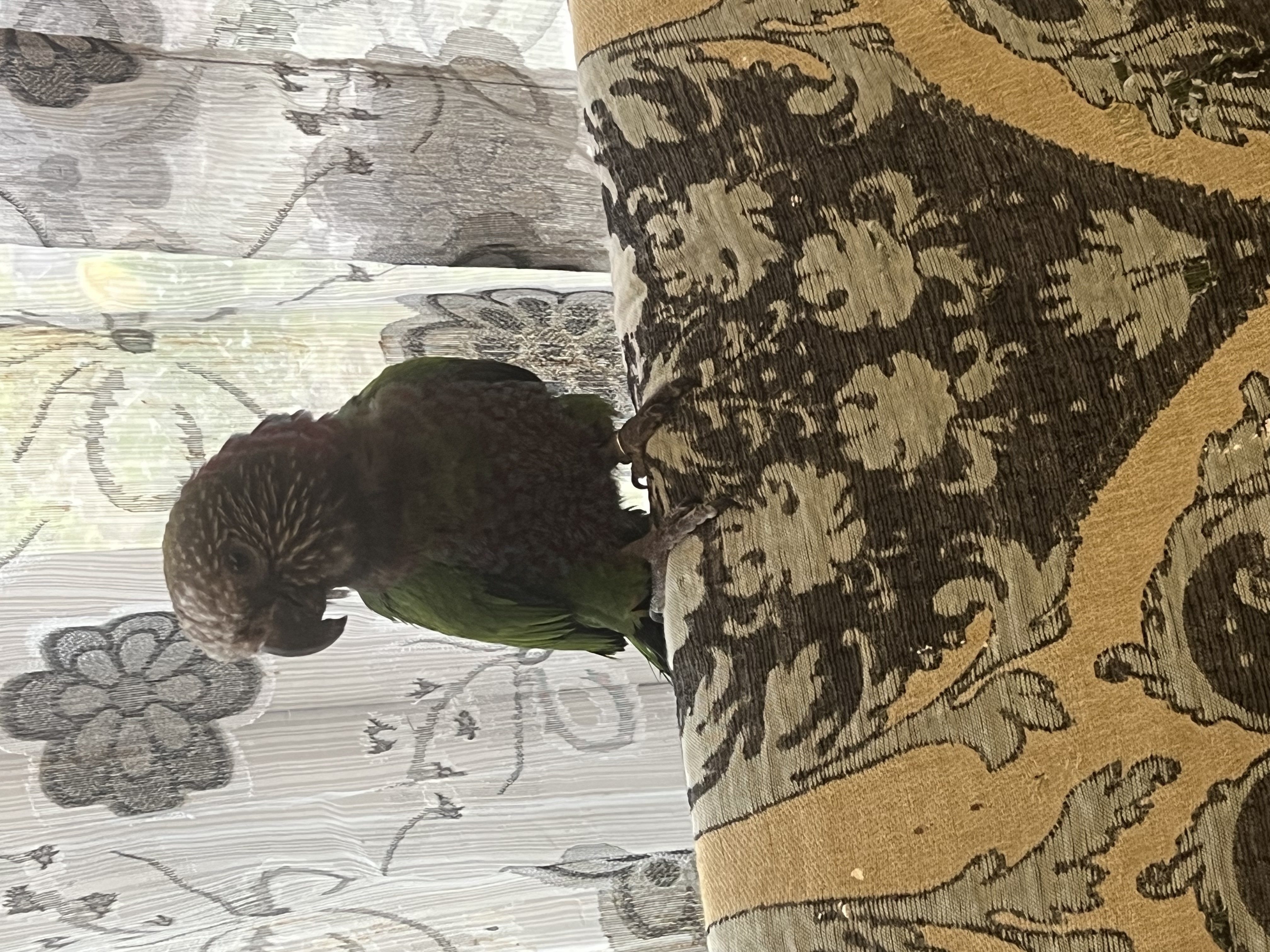 Chip - Kraepapagoi