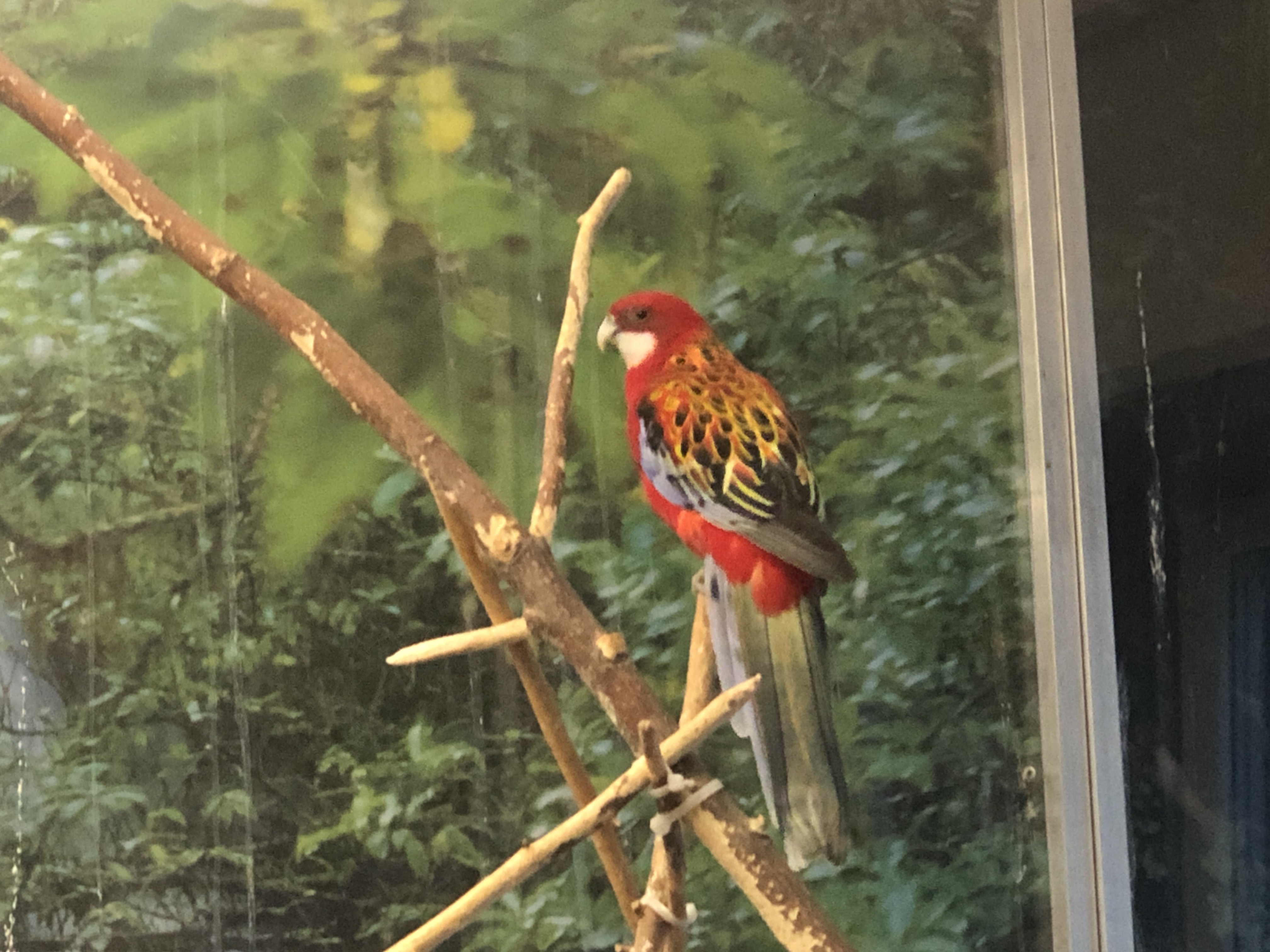Ross - Rosella Rubino