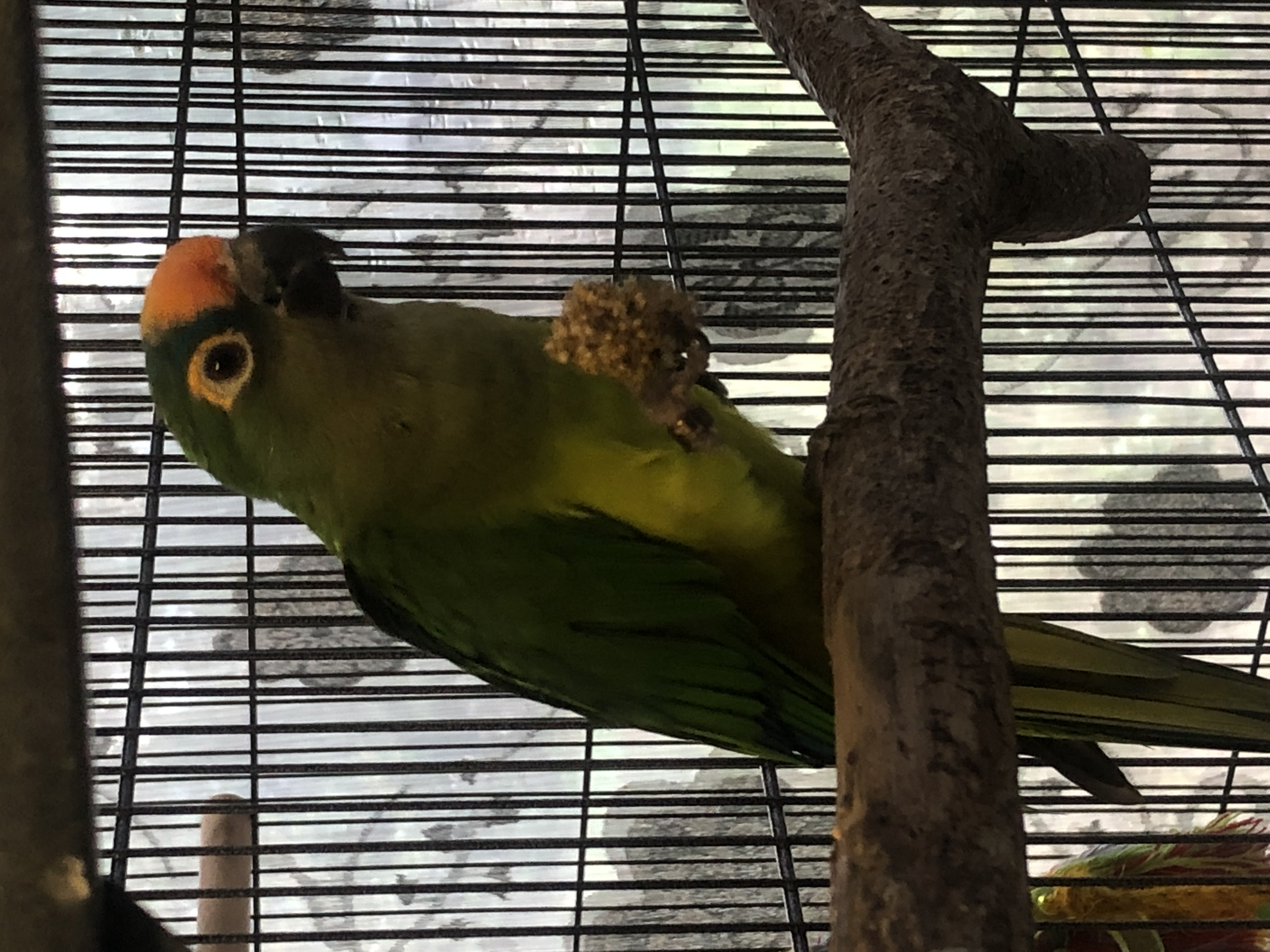 Lucky - Aratinga